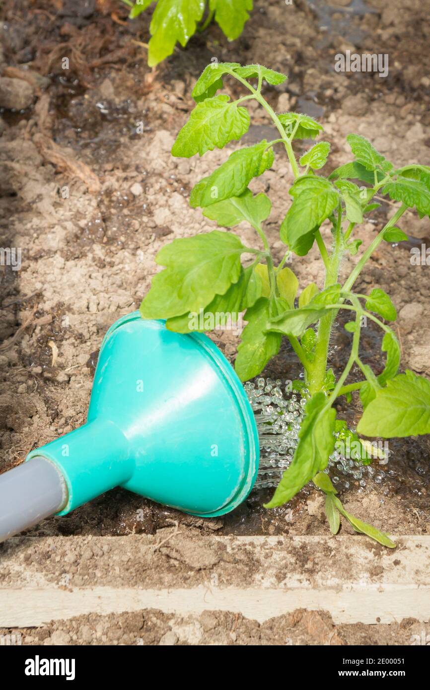 Frisch gepflanzte Tomatensämlinge werden aus einer Gießkanne im Gewächshaus gegossen Stockfoto