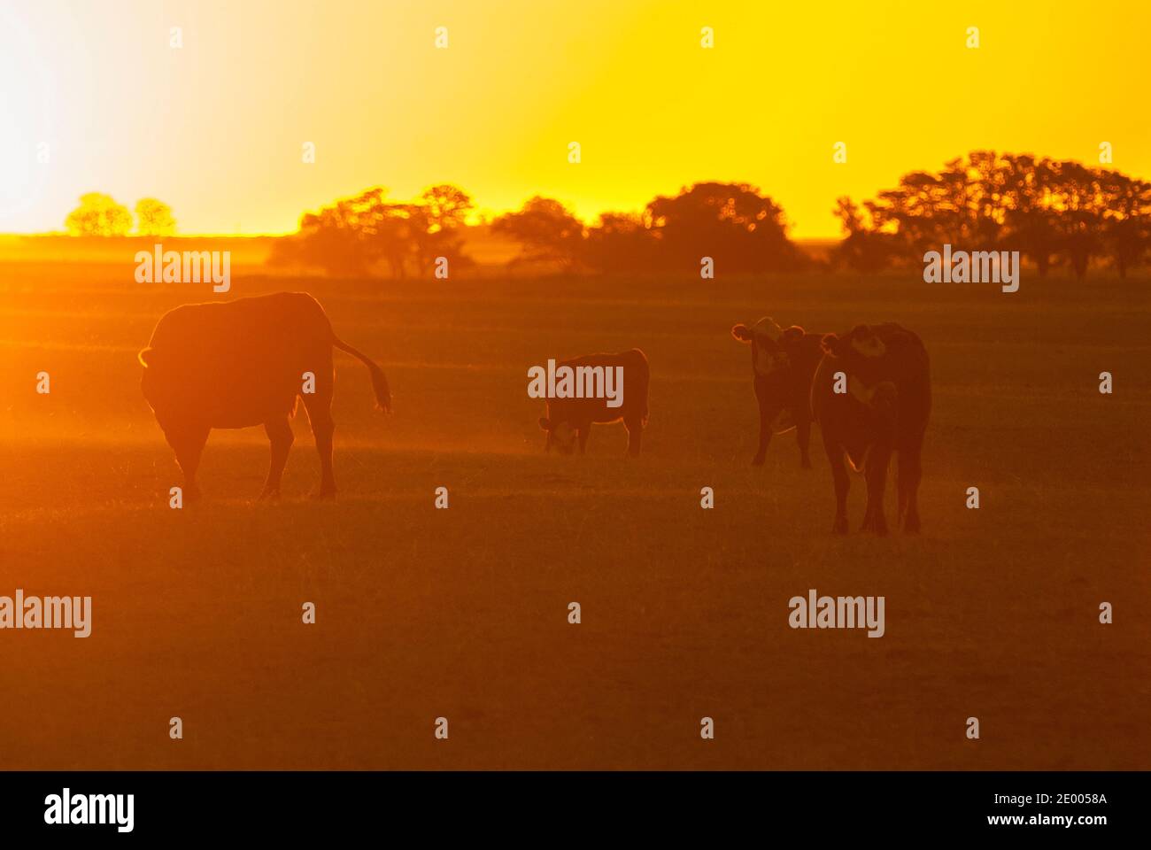 Pampas Landschaft, Argentinien Stockfoto