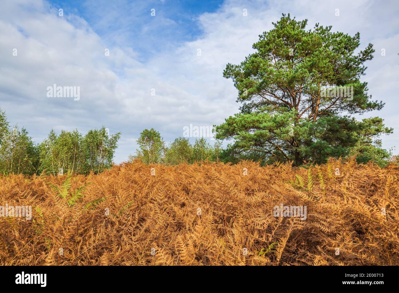 Moor, Torf Landschaft am Nationalpark De Groote Peel, Limburg, Niederlande. Herbst Landschaft unter einem sonnigen blauen Himmel. Natürliches Licht, hohe Dy Stockfoto