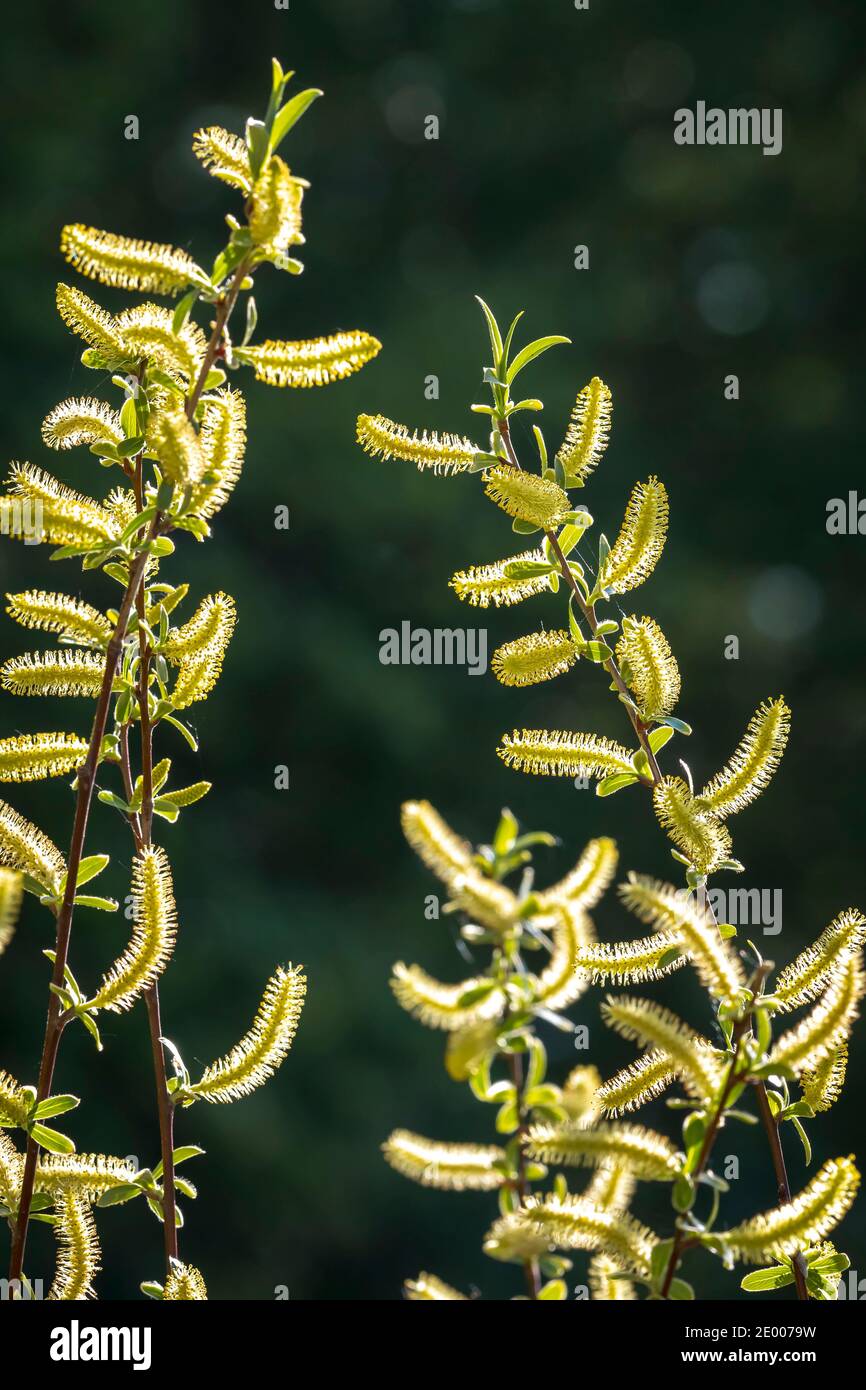 Salix alba, Weidenbaum im Frühling, Pollen und Kätzchen in der Nähe. Stockfoto
