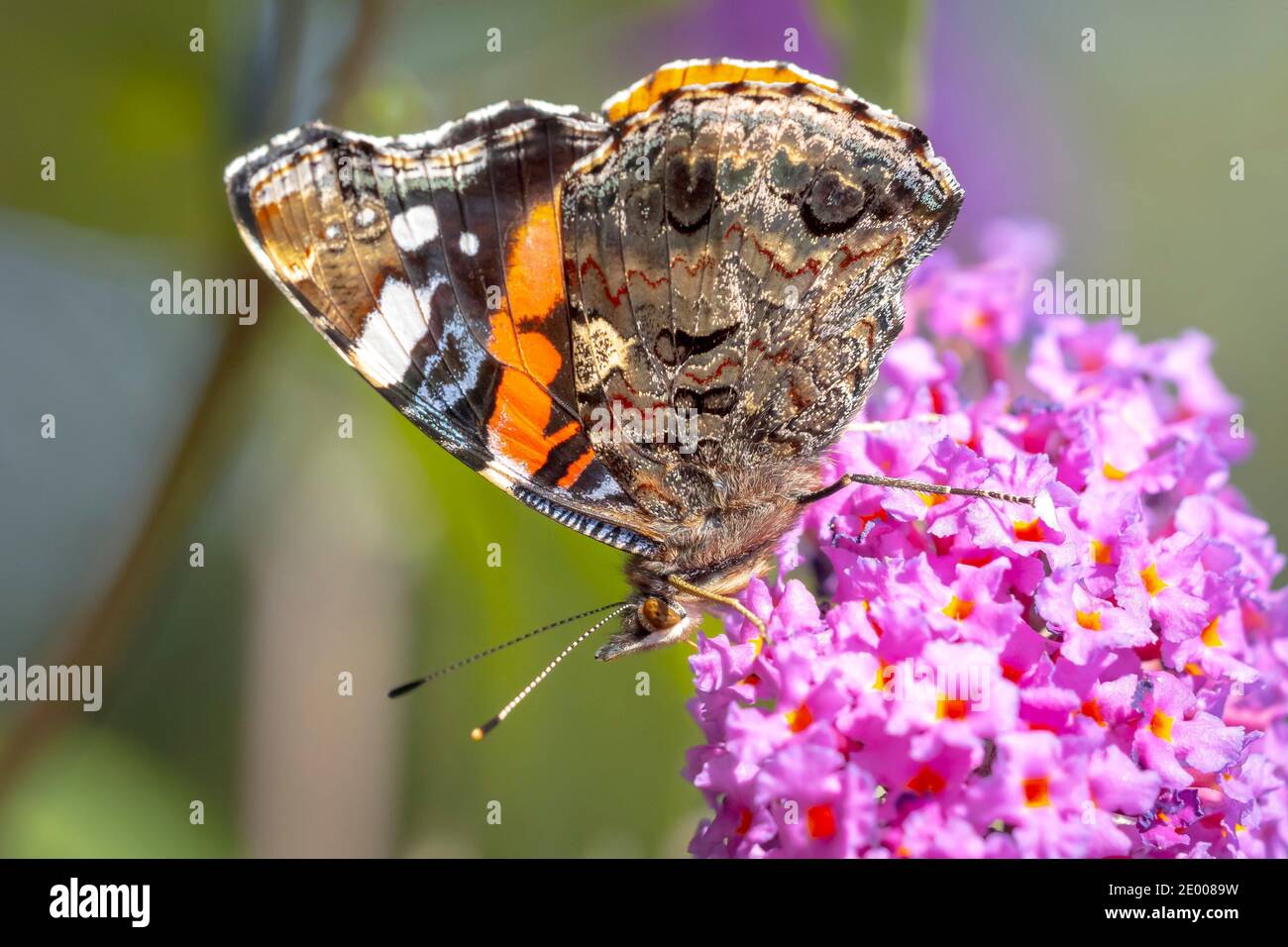 Roter Admiral-Schmetterling, Vanessa atalanta, Seitenansicht Nektar aus einem lila Schmetterling-Busch im Garten füttern. Helles Sonnenlicht, lebendige Farben. Stockfoto