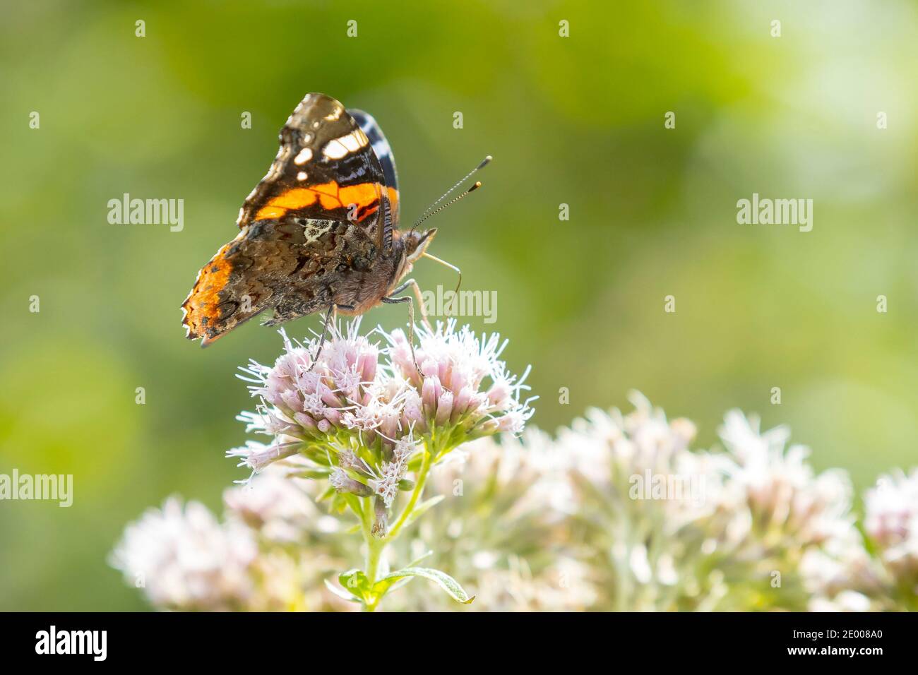 Red Admiral Schmetterling, Vanessa Atalanta, von Nektar ernähren eine weiße Blume auf einer Wiese. Stockfoto