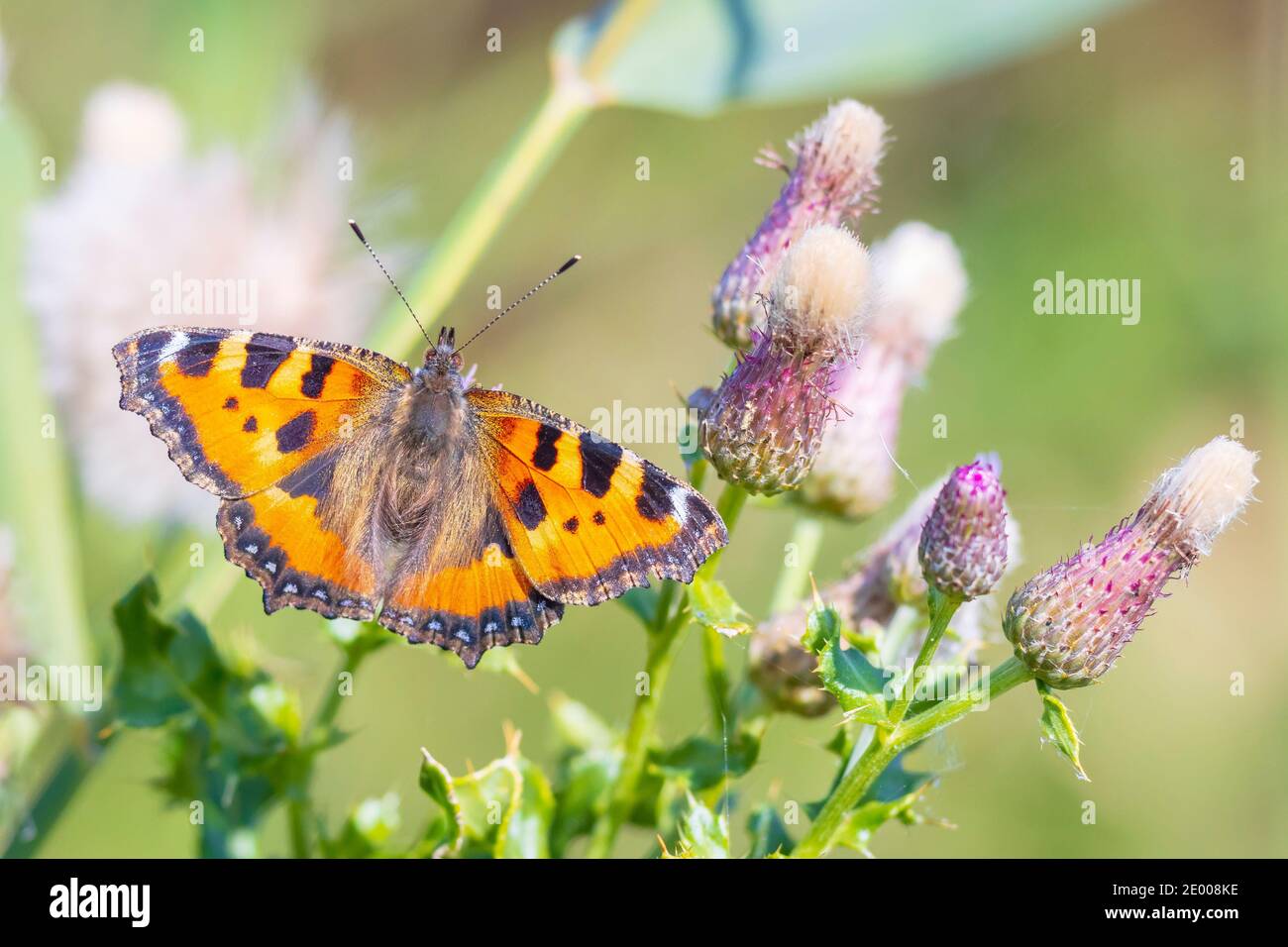 Nahaufnahme des kleinen Schildpatt, Aglais urticae, Schmetterling Draufsicht, offene Flügel. Von der Natur isoliert Stockfoto