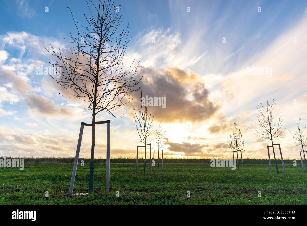 Pflanzen von jungen Bäumen, um einen neuen Wald in einer neuen Naturlandschaft namens de Nieuwe Driemanspolder, Niederlande, anzubauen Stockfoto