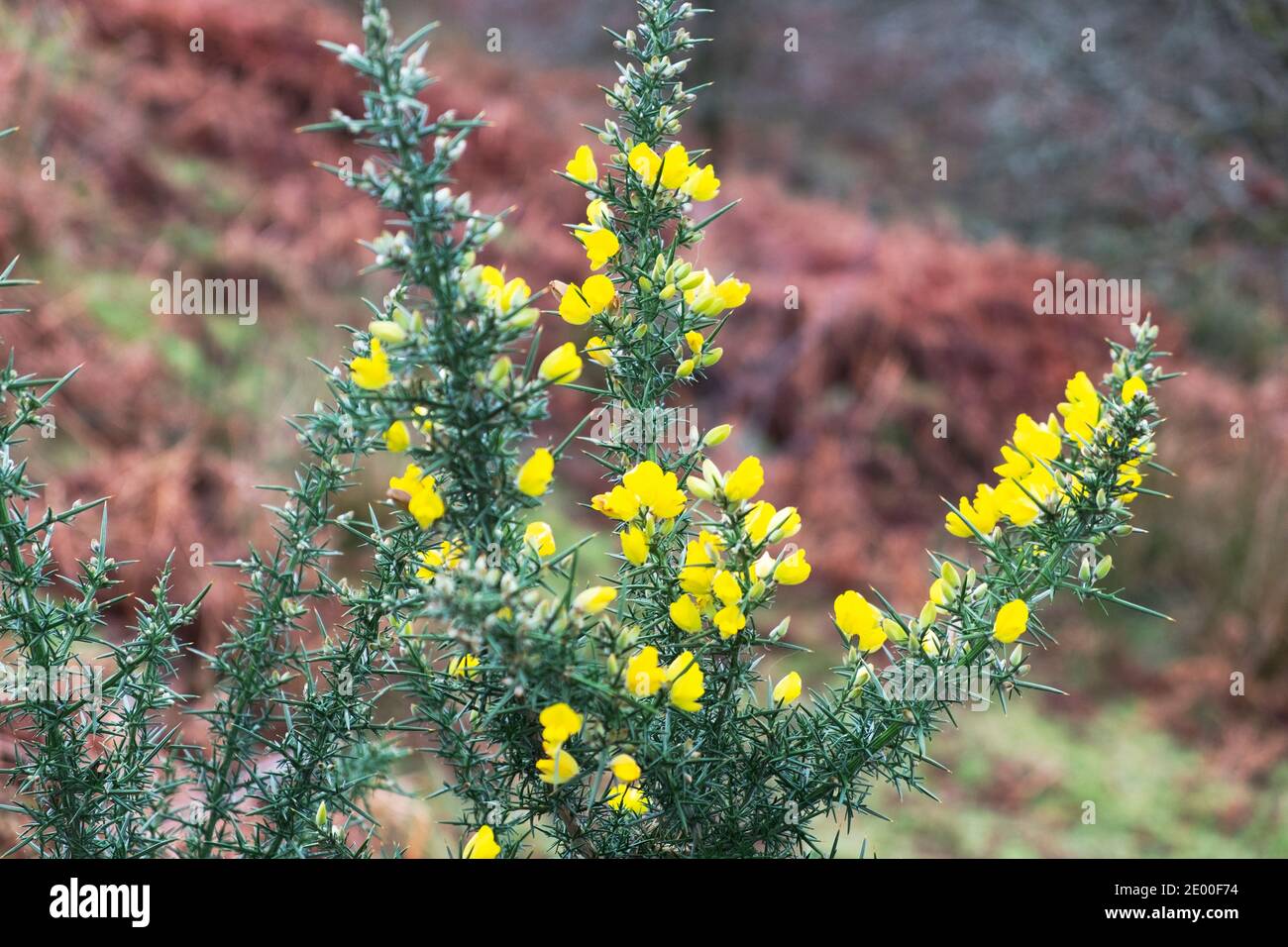 Gelber Ginsterbusch oder Pelze Ulex europaeus blüht in voller Blüte In walisischer Landschaft im Winter Dezember 2021 Carmarthenshire Wales Großbritannien KATHY DEWITT Stockfoto
