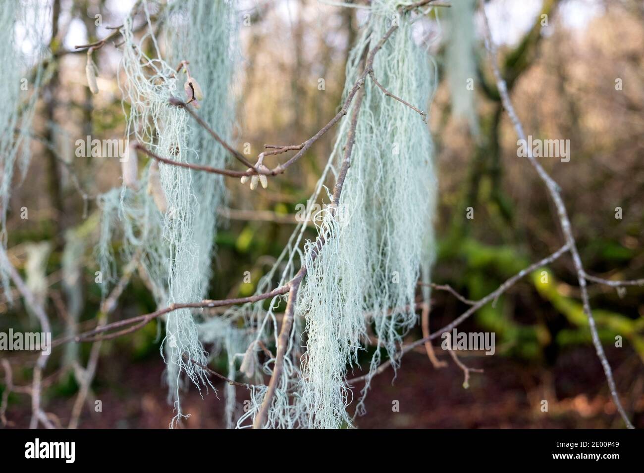 Usnea filipendula oder Dasopoga (Dasypoga) Bartflechte wächst auf Ästen eines Baumes in sumpfigen Waldgebiet im Winter Wales UK 2020 KATHY DEWITT Stockfoto