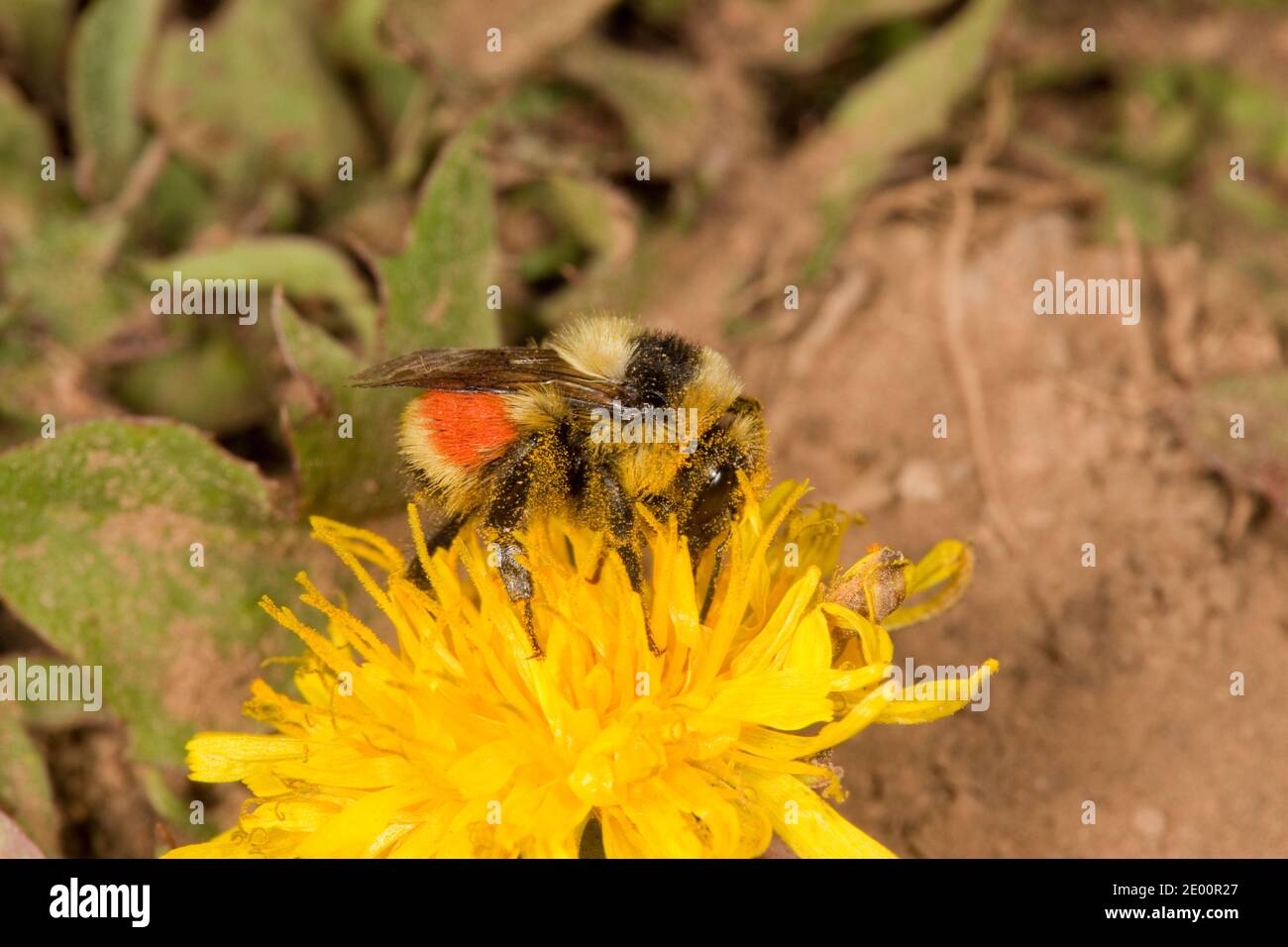 Hunt's Bumble Bee, Bombus huntii, Apidae. Nectaring auf Löwenzahn Blume. Stockfoto