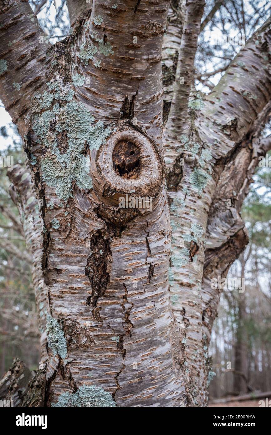 Teil eines Baumes Texturen Nahaufnahme der Spaltung und Rissbildung der Rinde mit einem Ring um den Schnitt Extremität und mit Flechten Abdeckung Stockfoto