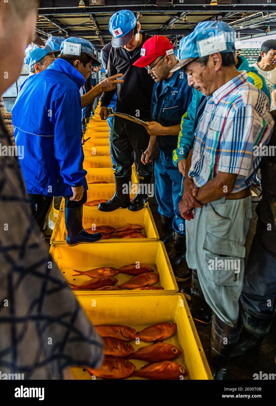 Kinmedai (Goldener Schnapper) bei der Fischauktion in Yaidu, Japan Stockfoto