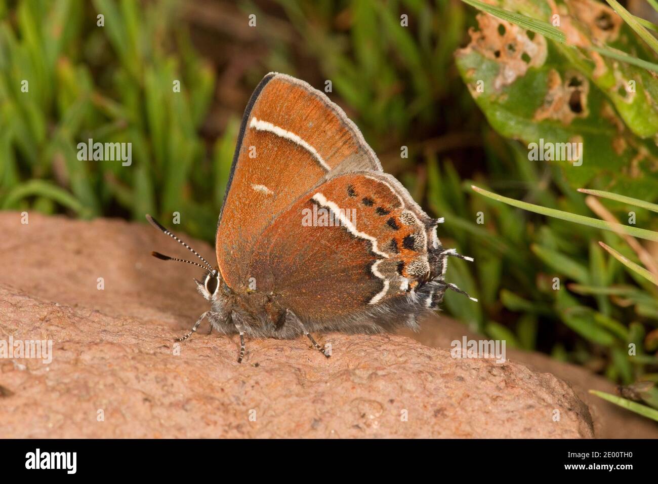 Dickicht Hairstreak Schmetterling, Callophrys spinetorum, Lycaenidae. Auf Felsen gelegen. Stockfoto