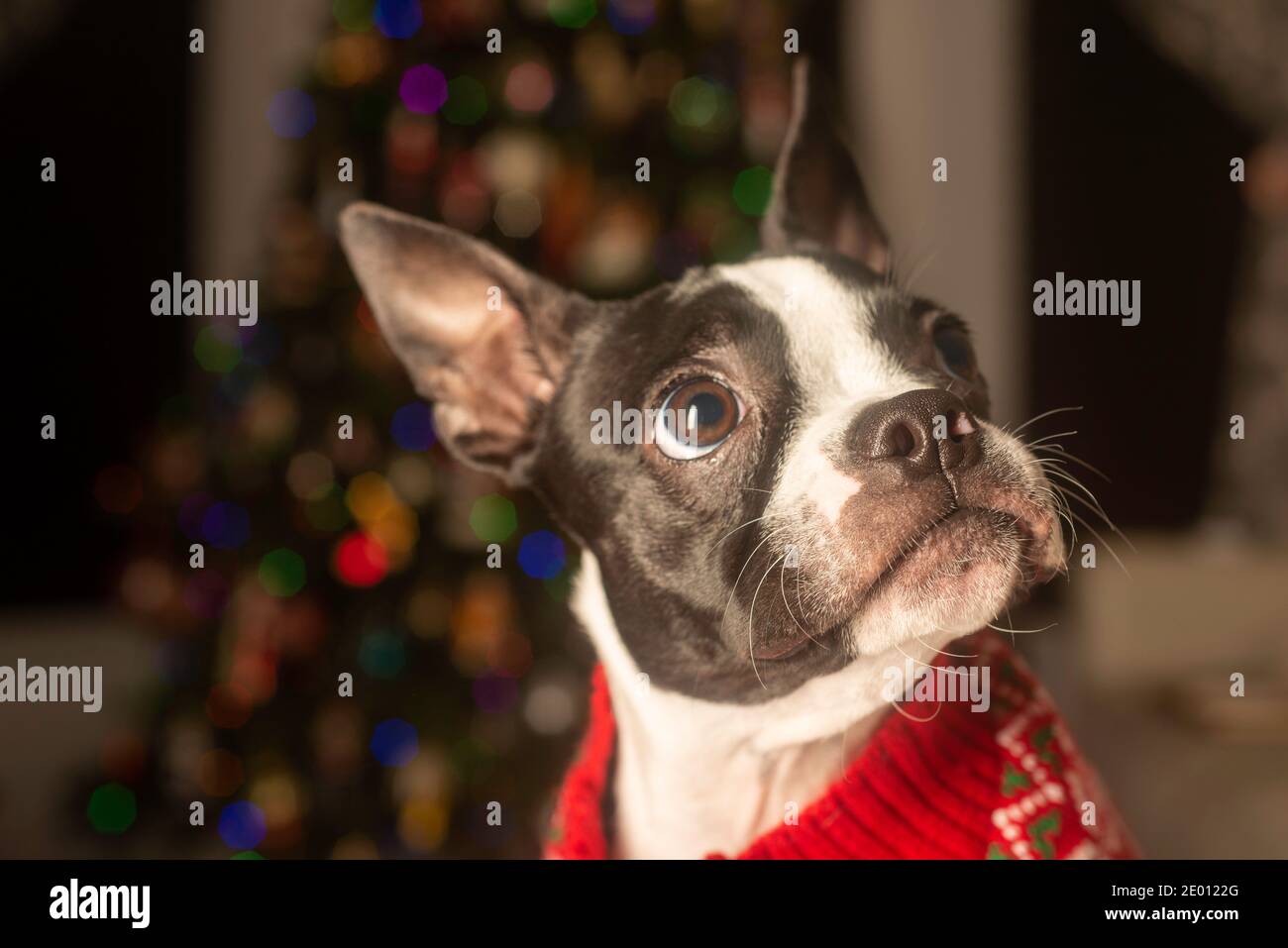 Boston Terrier Puppy verkleidet für Weihnachten in Holiday Sweater Stockfoto