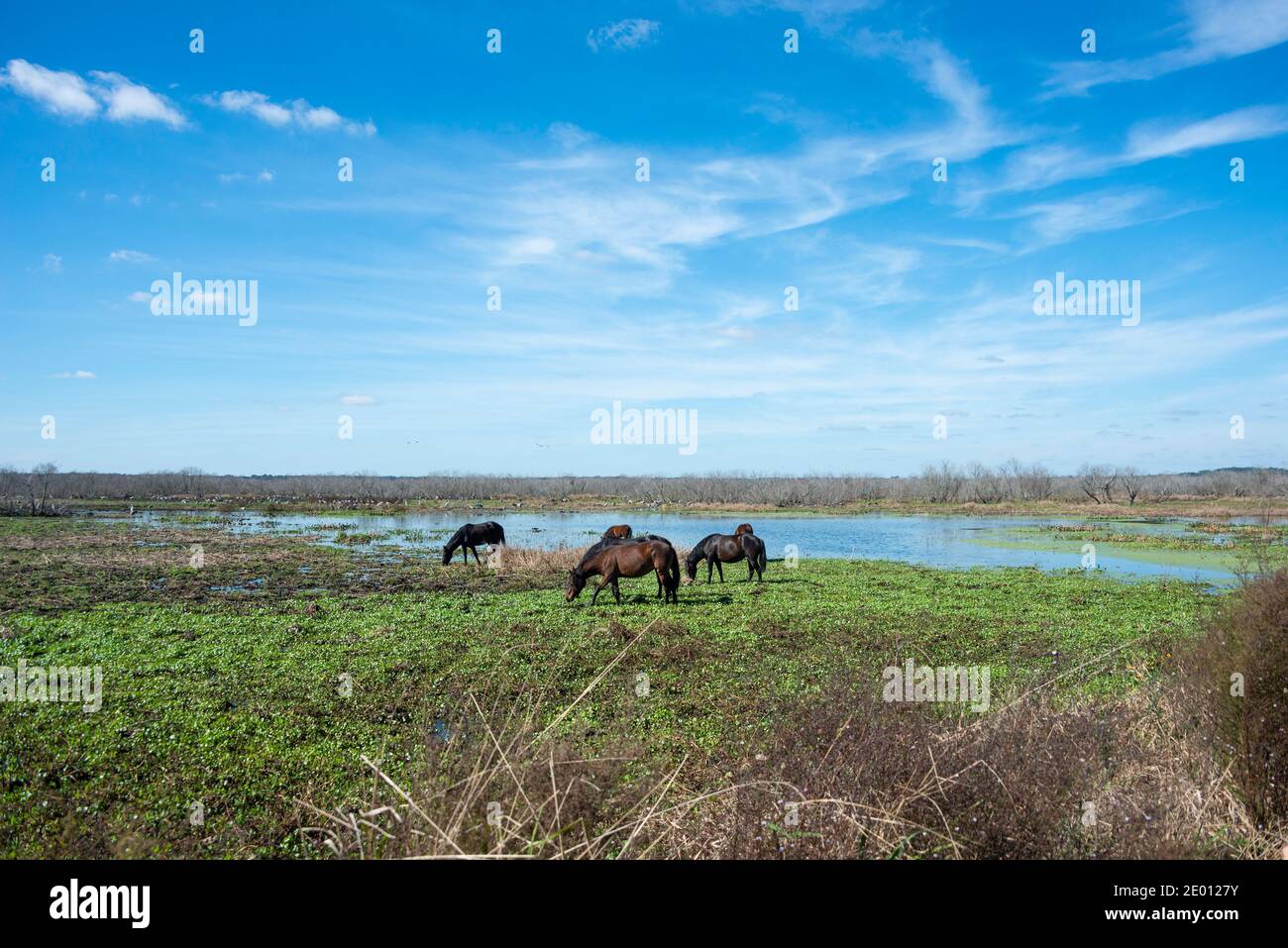 Wilde Pferde im Paynes Prairie State Park in Gainesville, Florida Stockfoto
