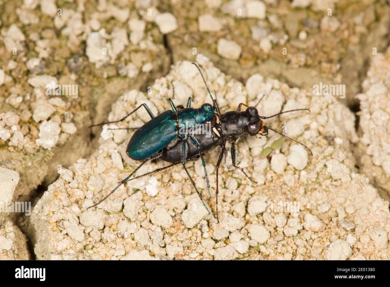 Black Sky Tiger Beetle männliche und weibliche Paarung, Cicindelidia nigrocoerulea nigrocoerulea, Cicindelinae, Carabidae. Stockfoto