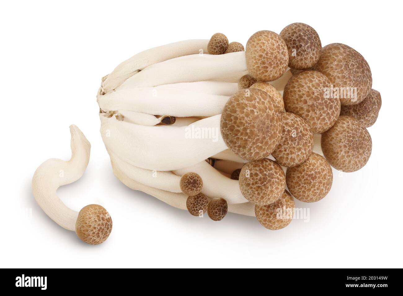 Braune Buchenpilze oder Shimeji-Pilz isoliert auf weißem Hintergrund mit Clipping Pfad und volle Tiefe des Feldes. Stockfoto