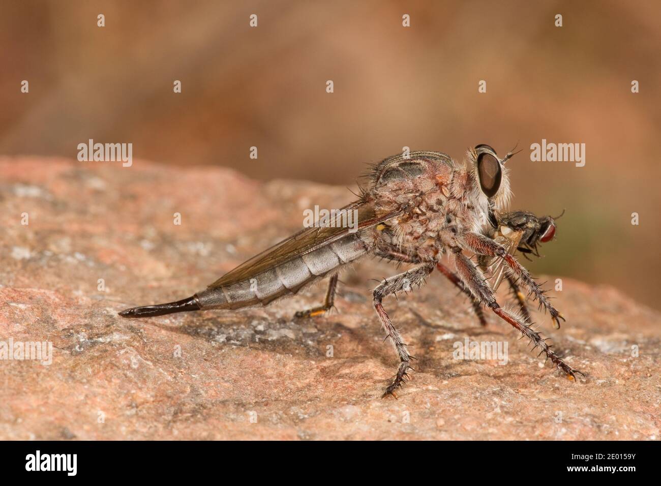 Nicht identifizierter Räuber Fliegen Weibchen, Asilidae. Fliegende Fütterung. Stockfoto