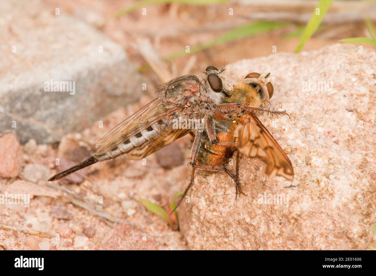 Nicht identifizierter Räuber Fliegen Weibchen, Asilidae. Fütterung auf Bienenfliege, Bombyliidae. Stockfoto