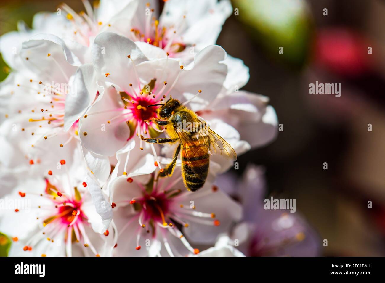 Bienen auf den Blüten eines Pflaumenbaums in der frühen Frühling in Adelaide Australien Stockfoto