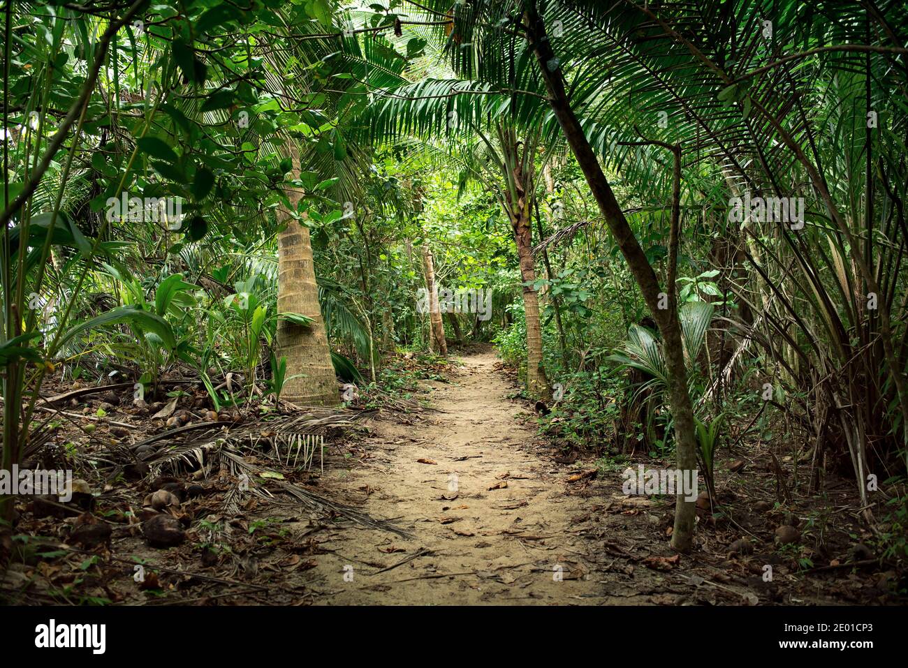 Wanderung im tropischen Regenwald an der Küste des Cahuita Nationalparks, Limón, Costa Rica Stockfoto