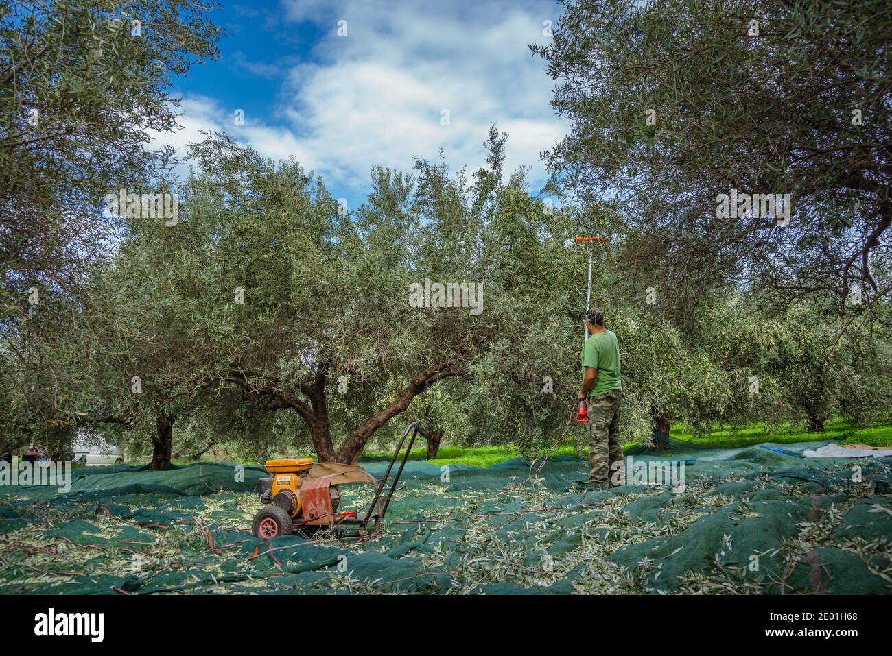 Ernte von frischen Oliven von Bauern in einen Olivenbaum Feld in Kreta,  Griechenland fr die Erzeugung von Olivenl Stockfotografie - Alamy