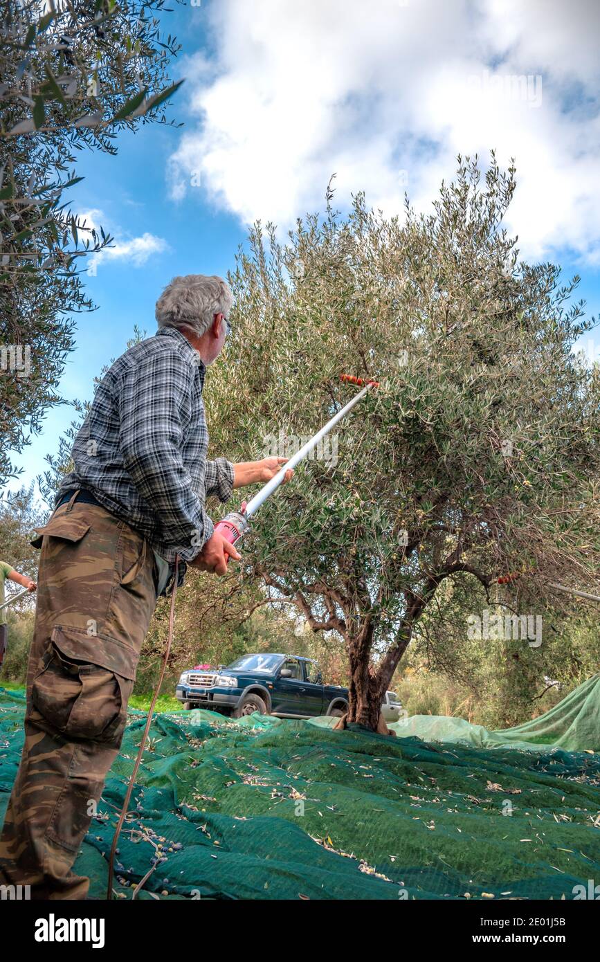 Ernte von frischen Oliven von Bauern in einen Olivenbaum Feld in Kreta,  Griechenland fr die Erzeugung von Olivenl Stockfotografie - Alamy