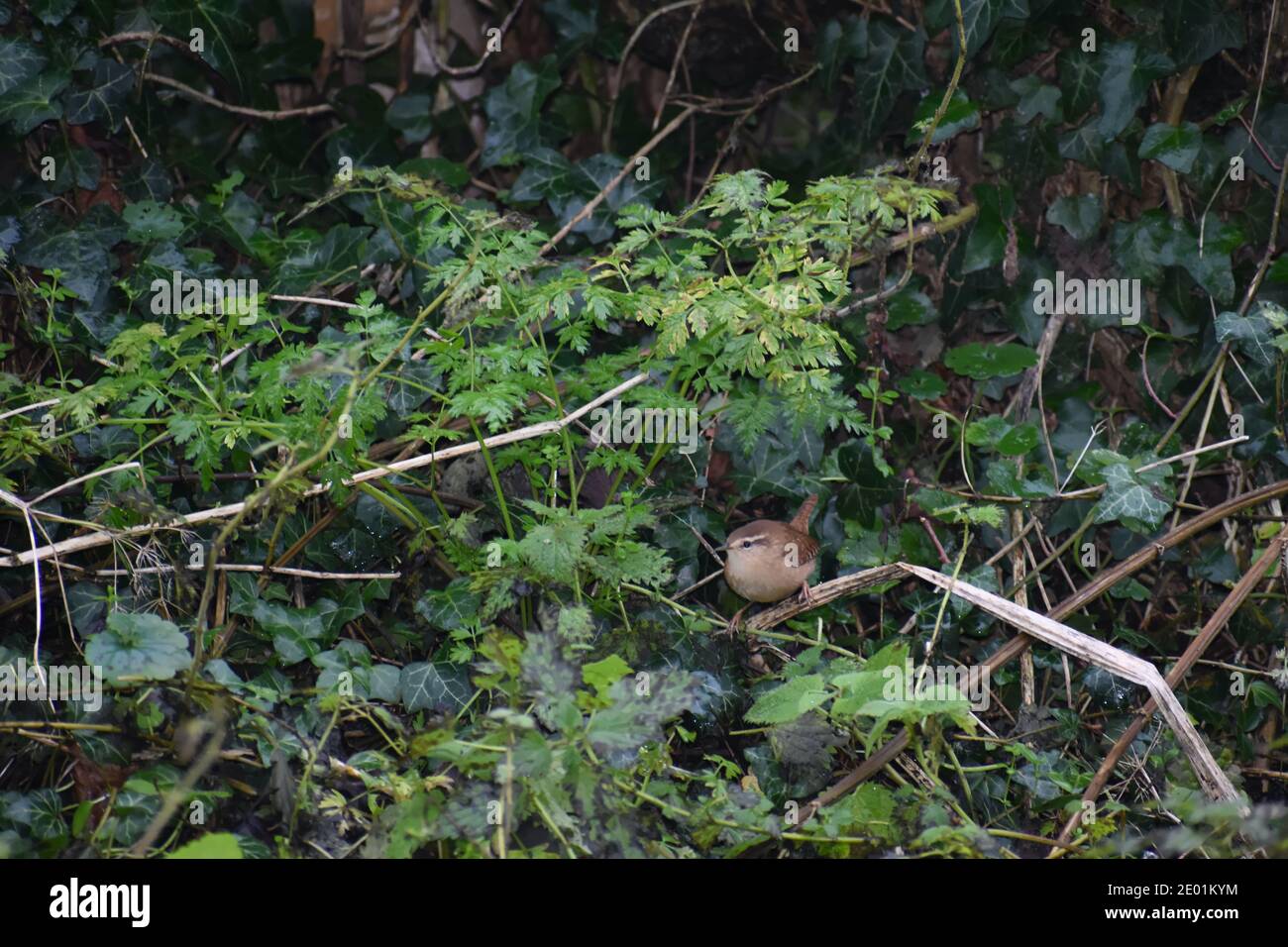 Wren mit lauter Stimme ist ein winziger brauner abgerundeter Vogel mit feinen Schnabel langen Beinen Zehen kleinen runden Flügeln und kurzen schmalen Schwanz, der vertikal gespannt ist. Stockfoto