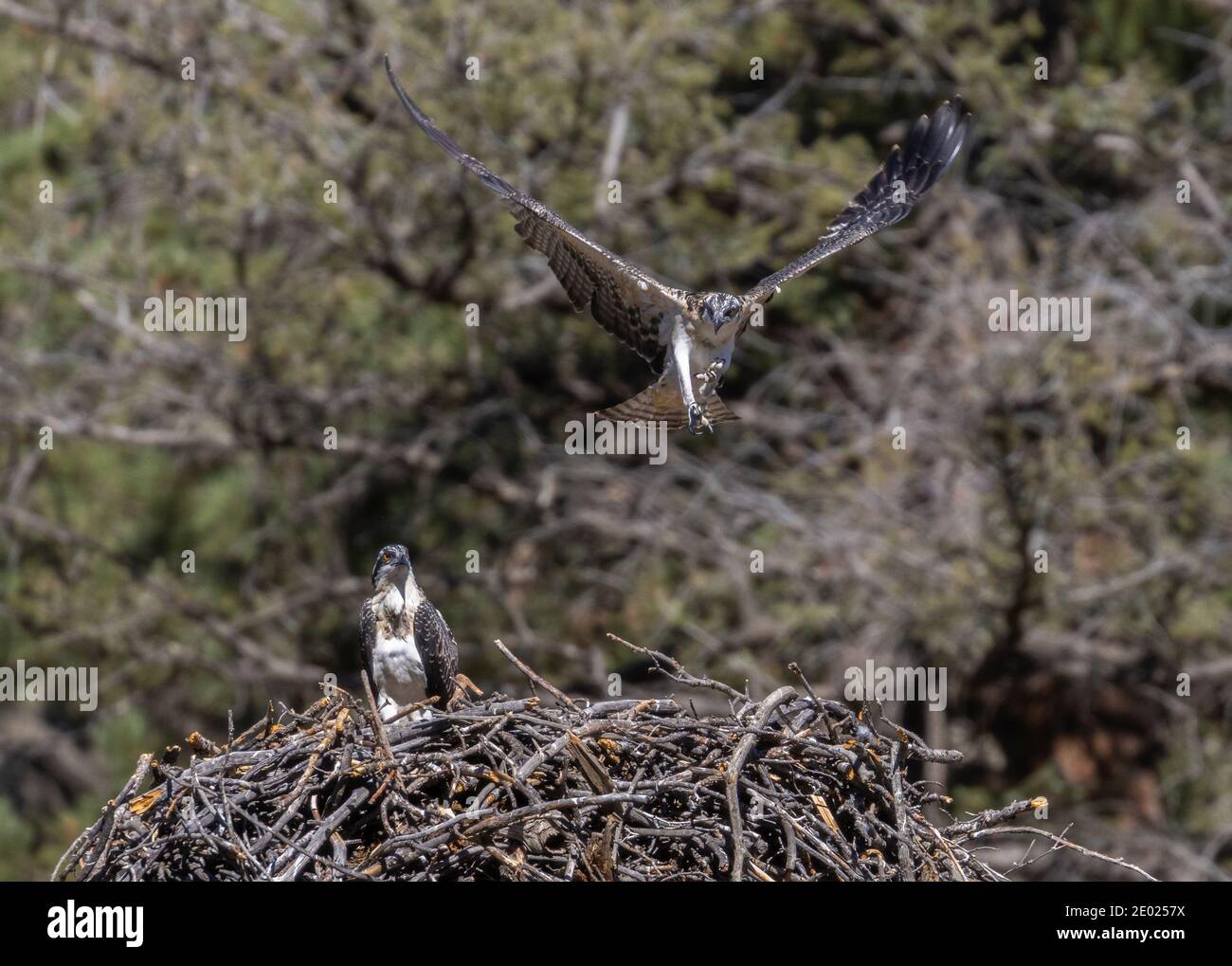 Ausgewachsener und juviniler Fischadler im Flug, die Jungen fangen gerade an, das Nest zu räumen Stockfoto