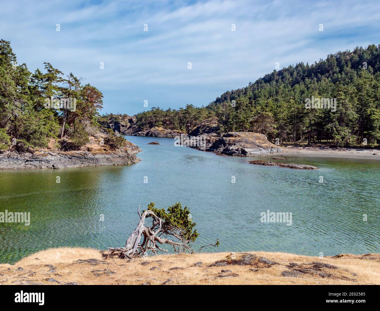 Eine kleine, knorrige Eibe lehnt sich von einem gelben, grasbewachsenen Hügel über dem aquamarinfarbenen Wasser von Home Bay auf Jedediah Island, einem British Columbia Marine Park. Stockfoto