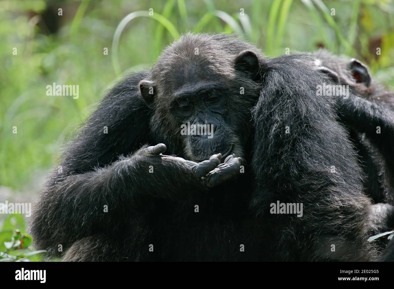 Östliche Schimpansen (Pan troglodytes schweinfurthii), die neugierig etwas in ihren Händen studieren, Gombe Stream National Park, Tansania Stockfoto