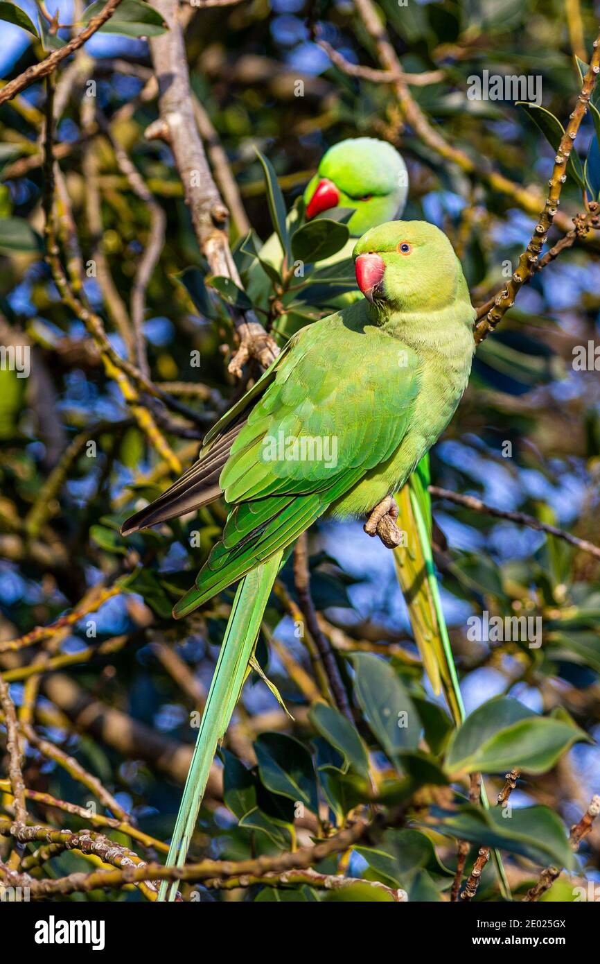 Sittiche auf einem Baumzweig im Hyde Park Stockfoto