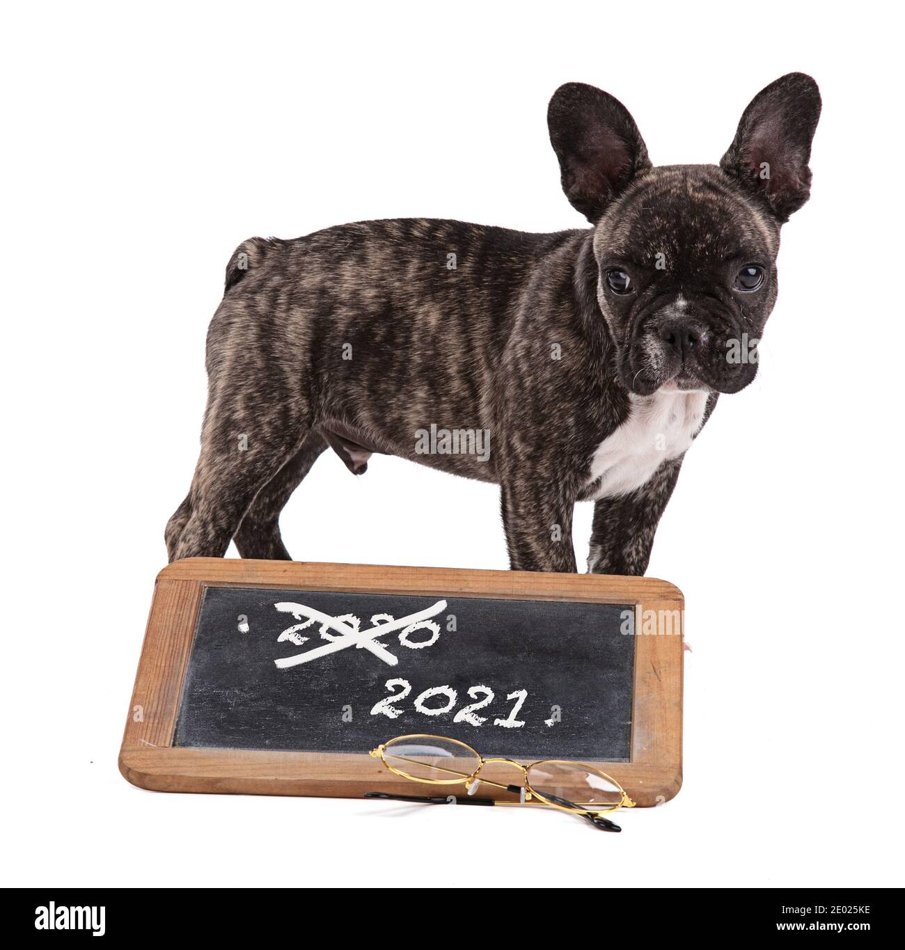 Französisch Bulldogge Welpen mit schwarzen Schule Schiefer auf weißem Hintergrund Stockfoto