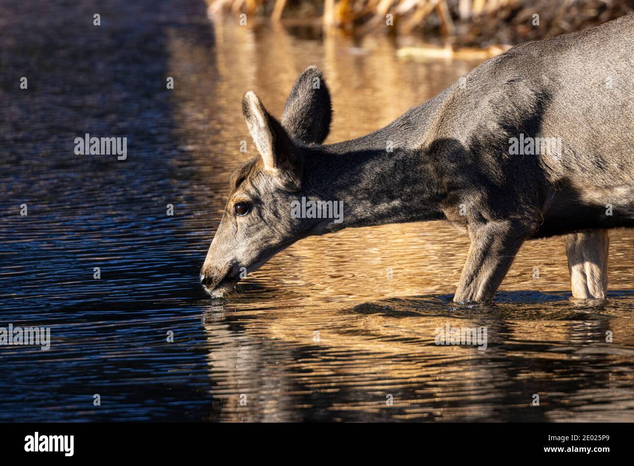 Maultier Hirsch genießen einen schönen späten Herbstmorgen in Eleven Mile Canyon Colorado Stockfoto