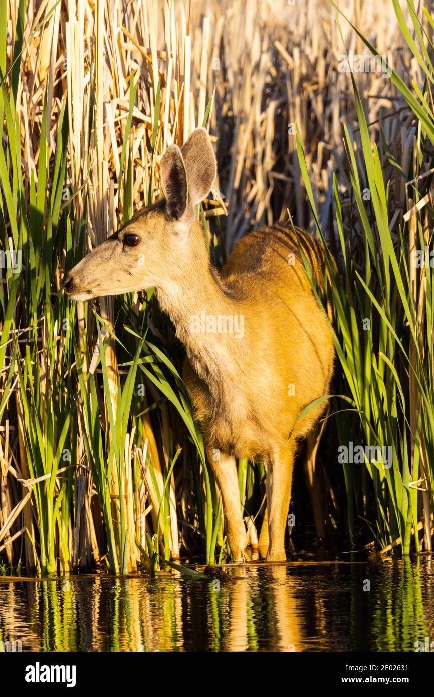 Buck and Doe Mule Rehe genießen einen schönen Morgen entlang Der South Platte River im Eleven Mile Canyon Stockfoto