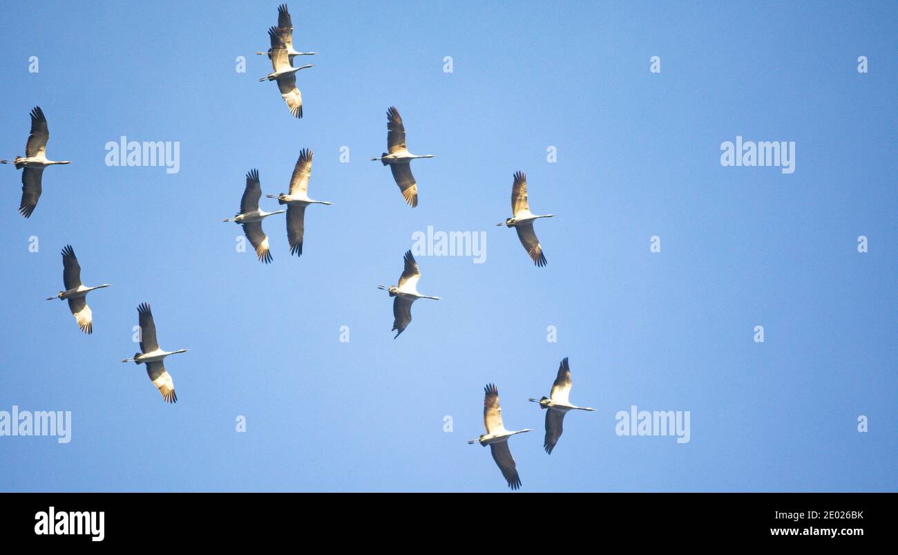 Eine Gruppe von Kranichen im trüben Himmel Stockfoto