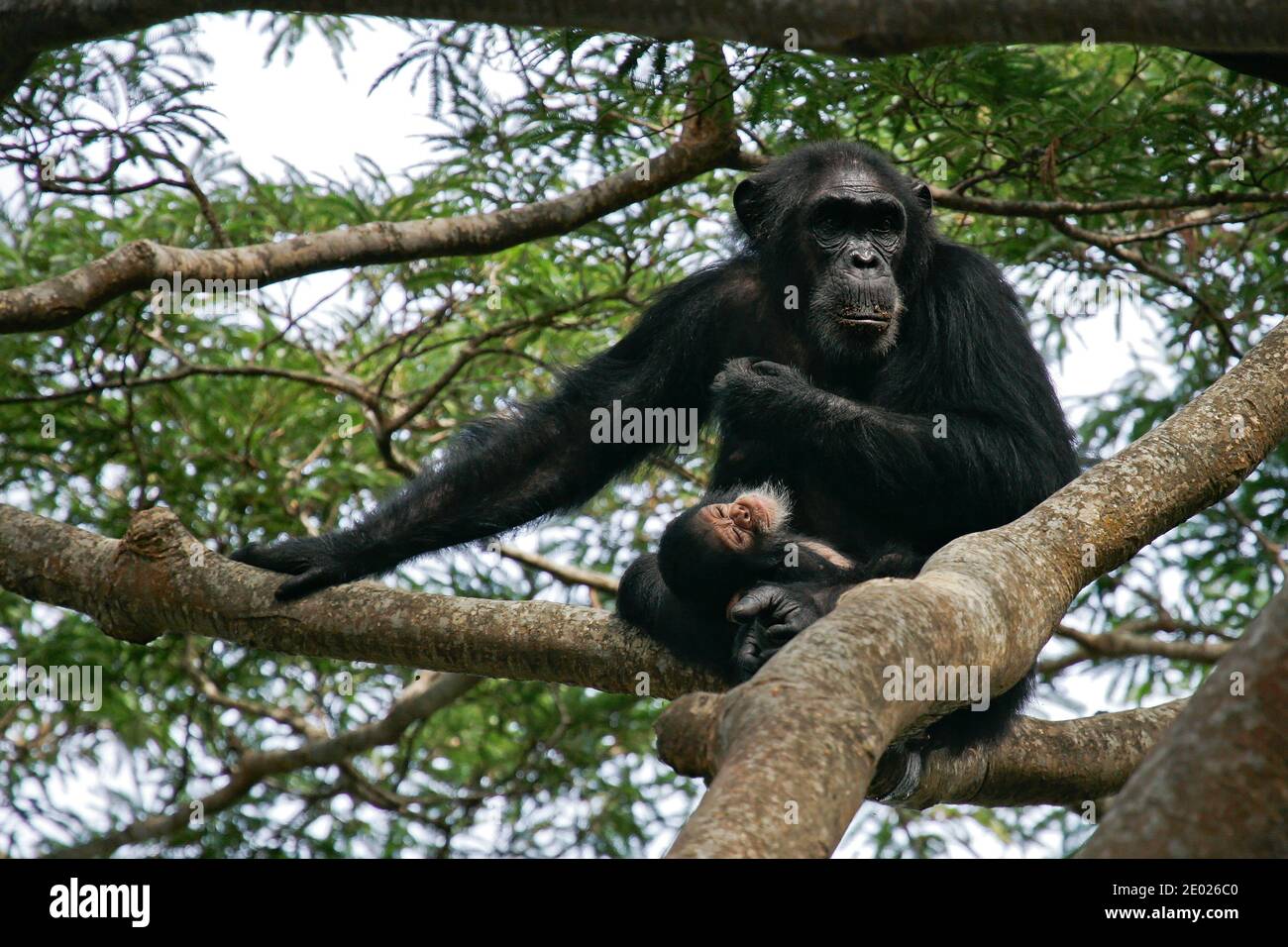 Ostschimpansen (Pan troglodytes schweinfurthii) Weibchen mit schlafenden Baby im Schoß, allein im Baum sitzend, Gombe Stream National Park, Tansania Stockfoto