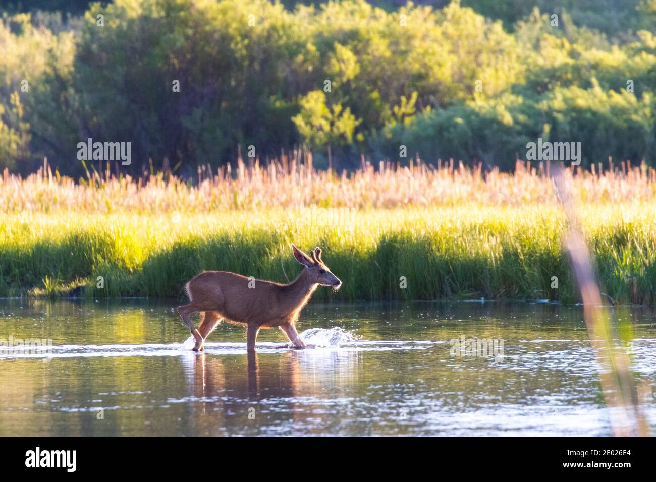 Buck and Doe Mule Rehe genießen einen schönen Morgen entlang Der South Platte River im Eleven Mile Canyon Stockfoto