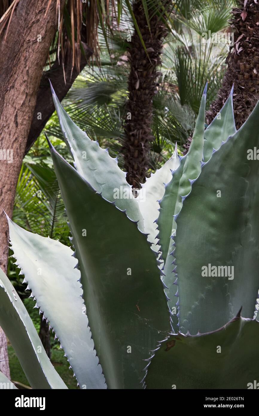 Eine riesige Aloe Vera Pflanze mit ihren dicken fleischigen grau-grünen Blättern, die im Freien unter Palmen in einem spanischen Park wachsen. Stockfoto