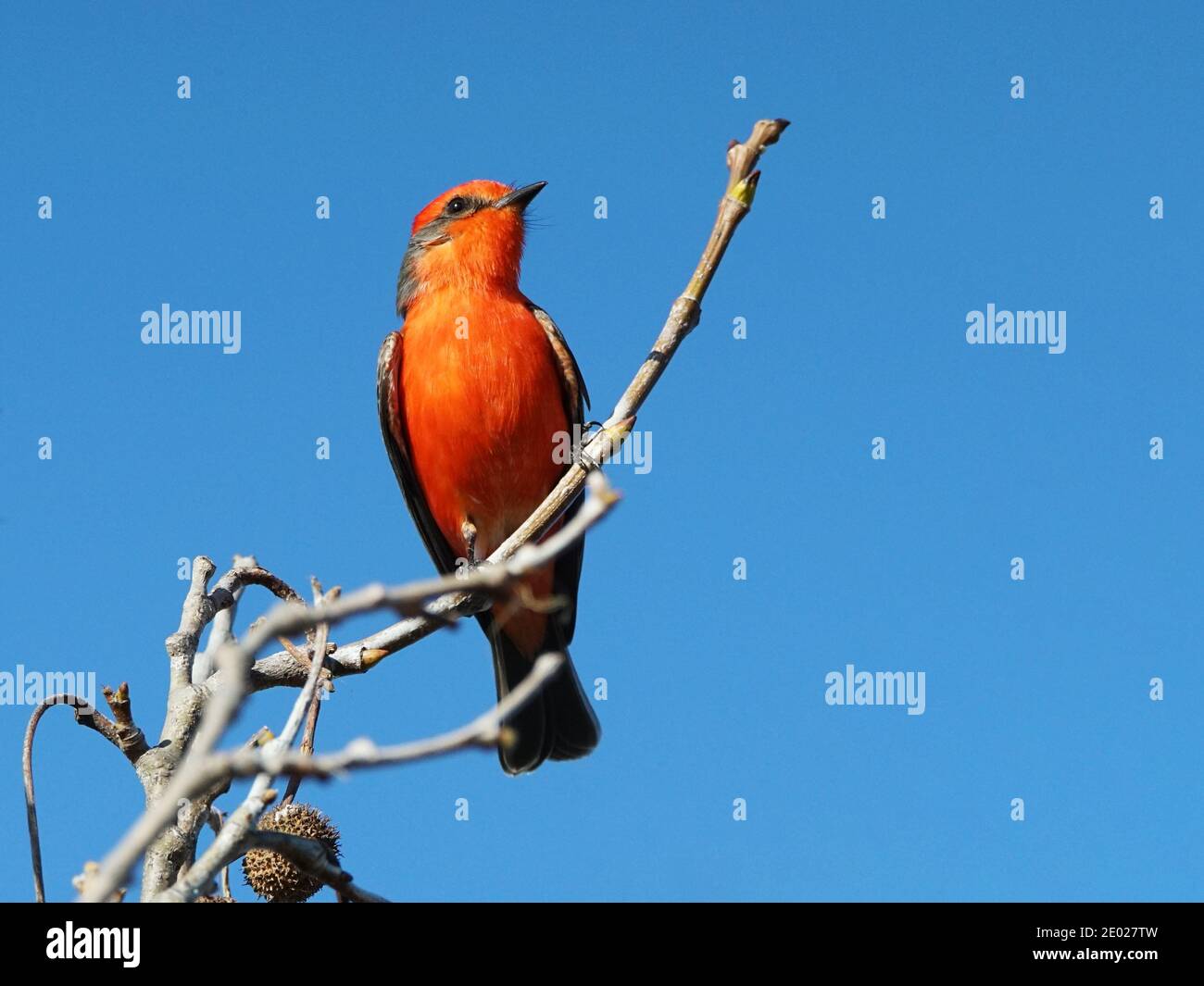Ein Vermillion Flycatcher auf einem Baumglied thront. Stockfoto