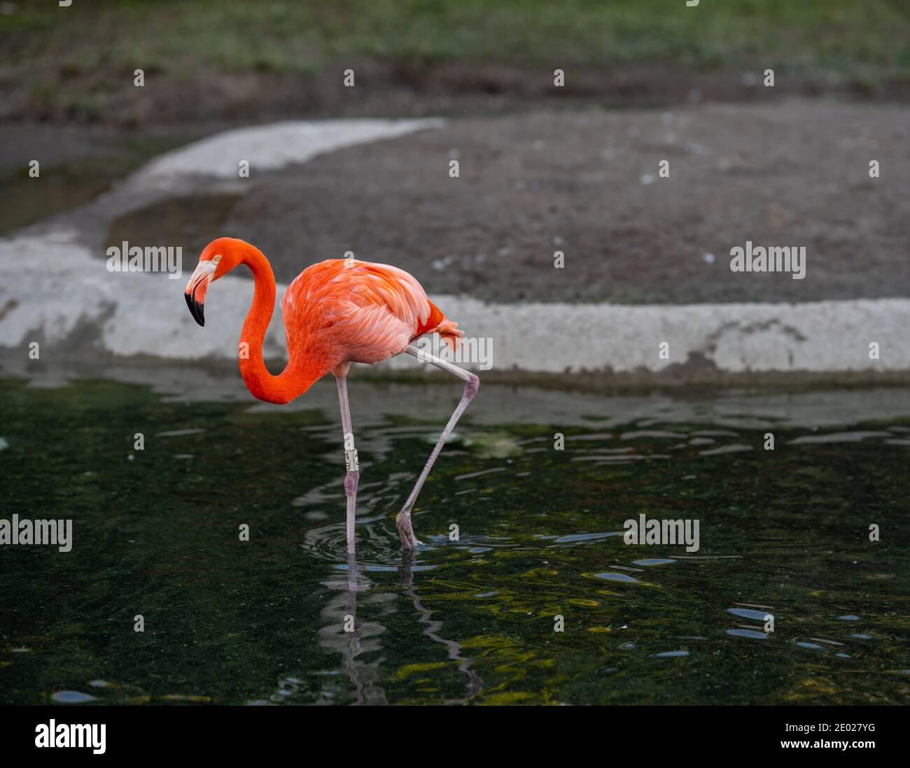 Foto eines einzelnen Flamingos in einem Teich Stockfoto