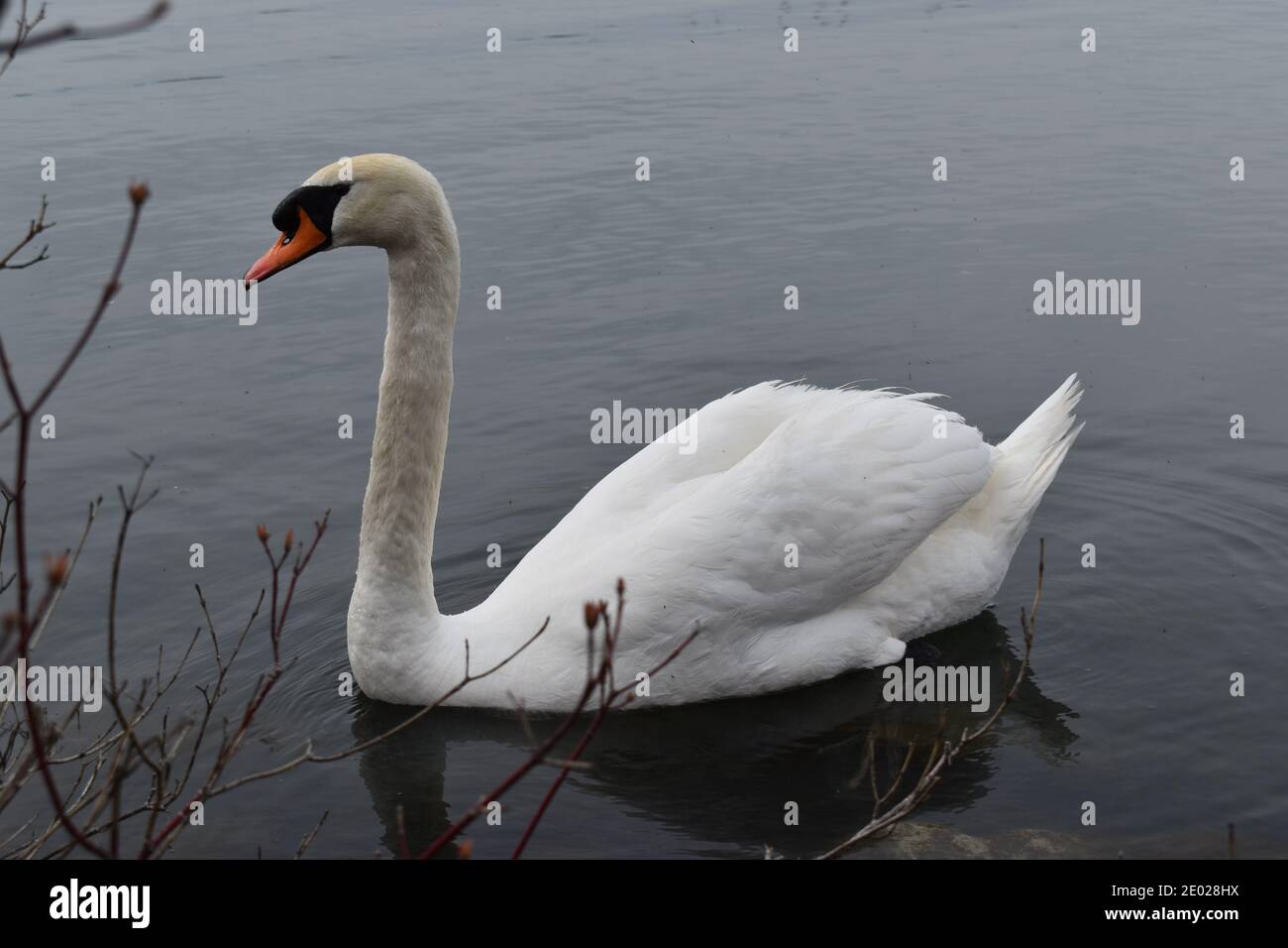 Eine Aufnahme eines freundlichen Schwans beim Schwimmen Stockfoto