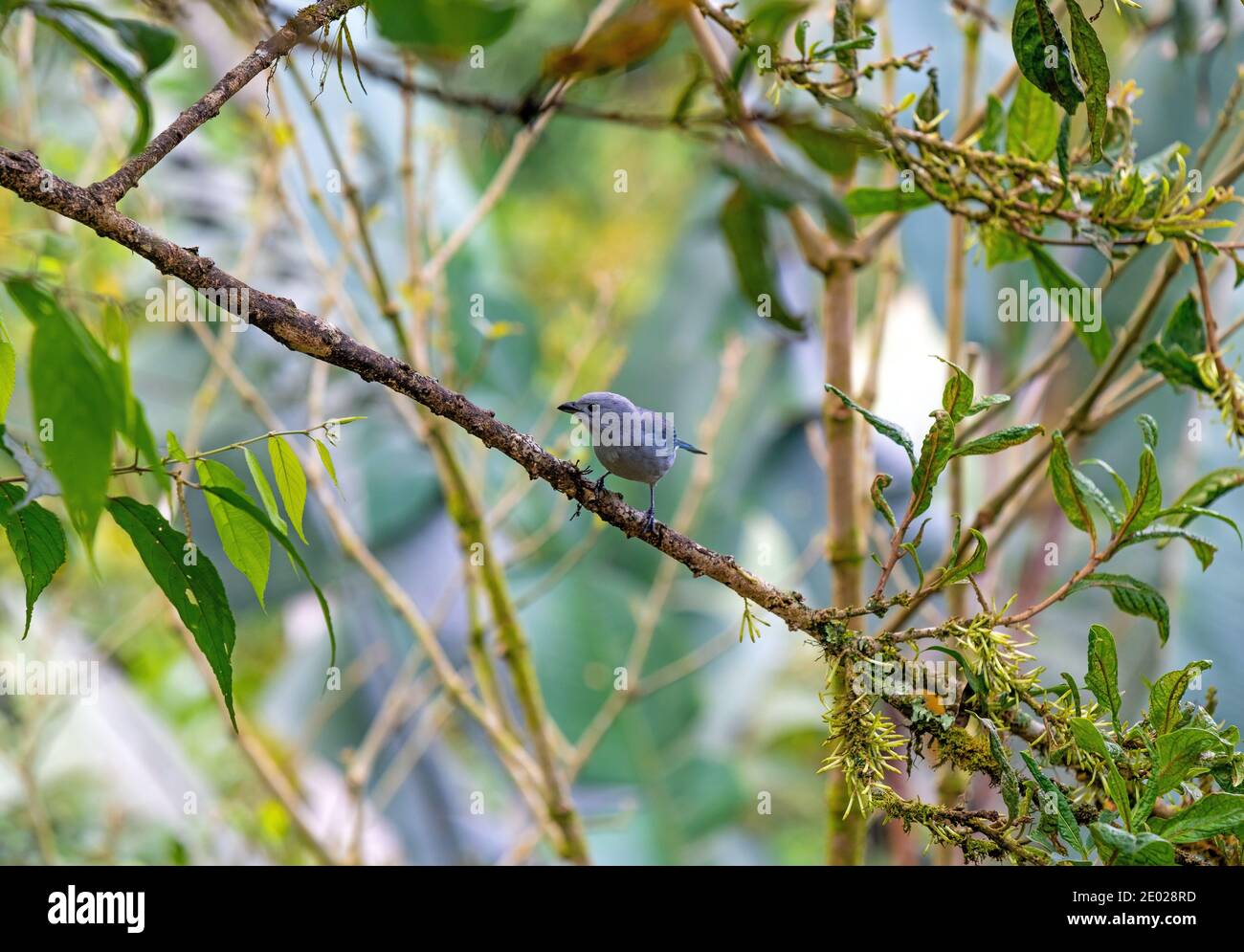 Ein blaugrauer Tanager (Thraupis episcopus) in Mindo, Ecuador. Stockfoto