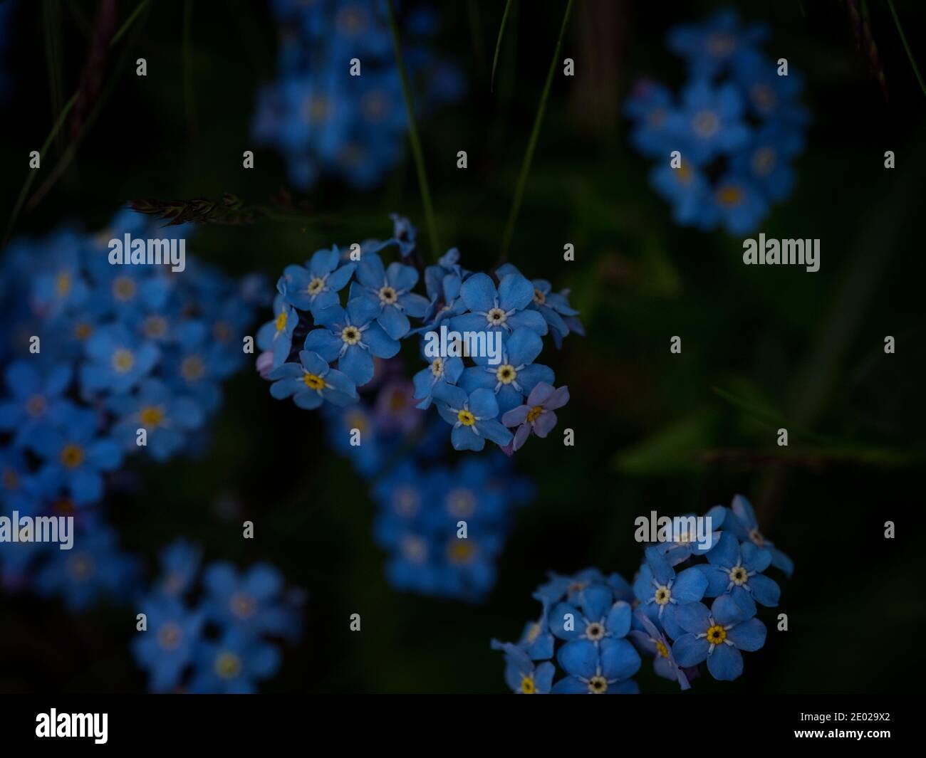 Nahaufnahme der alpinen Vergiss-mich-nicht Myosotis alpestris Blume in Alpstein alpen Berge Appenzell in der Schweiz Stockfoto