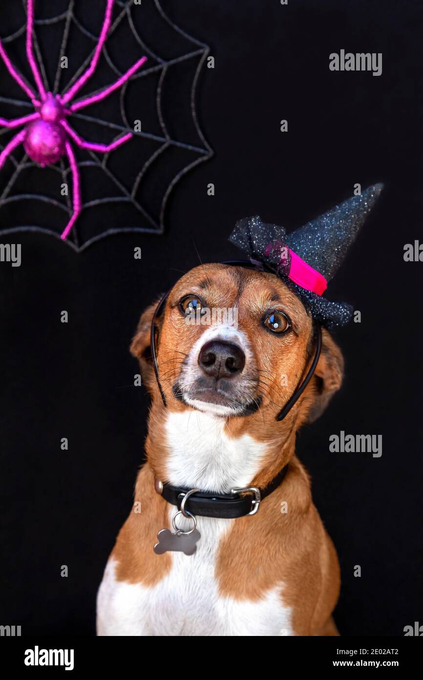 Süße Halloween Hund Porträt Stockfoto