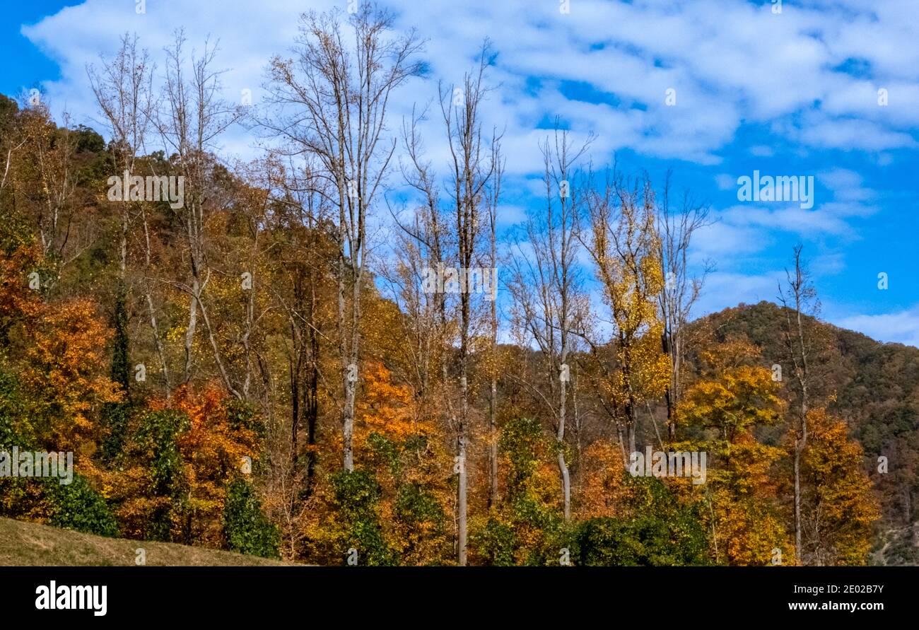 Schöne Herbst Bunte Bäume Stockfoto