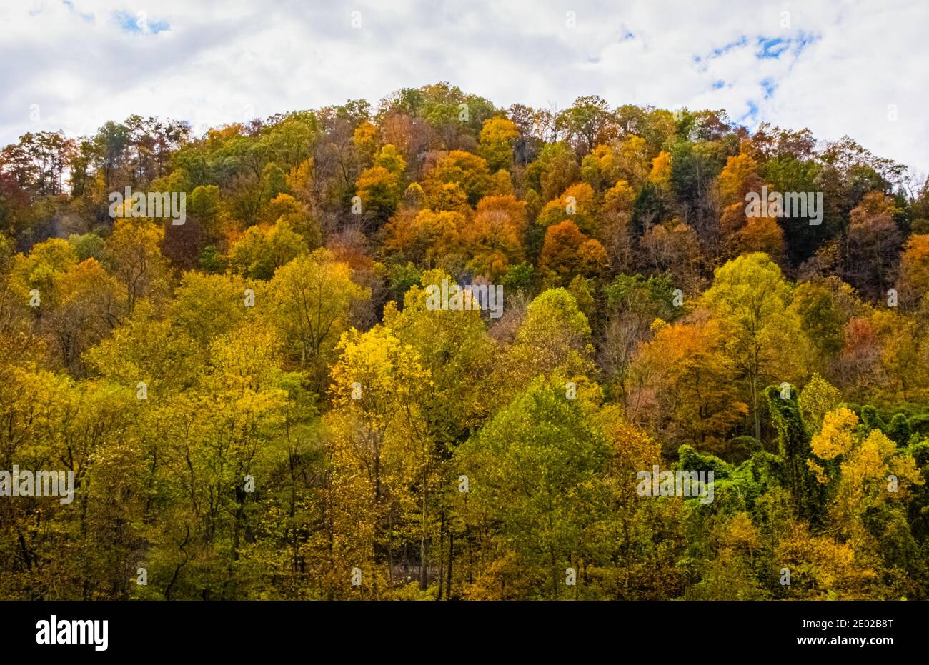 Schöne Herbst Bunte Bäume Stockfoto