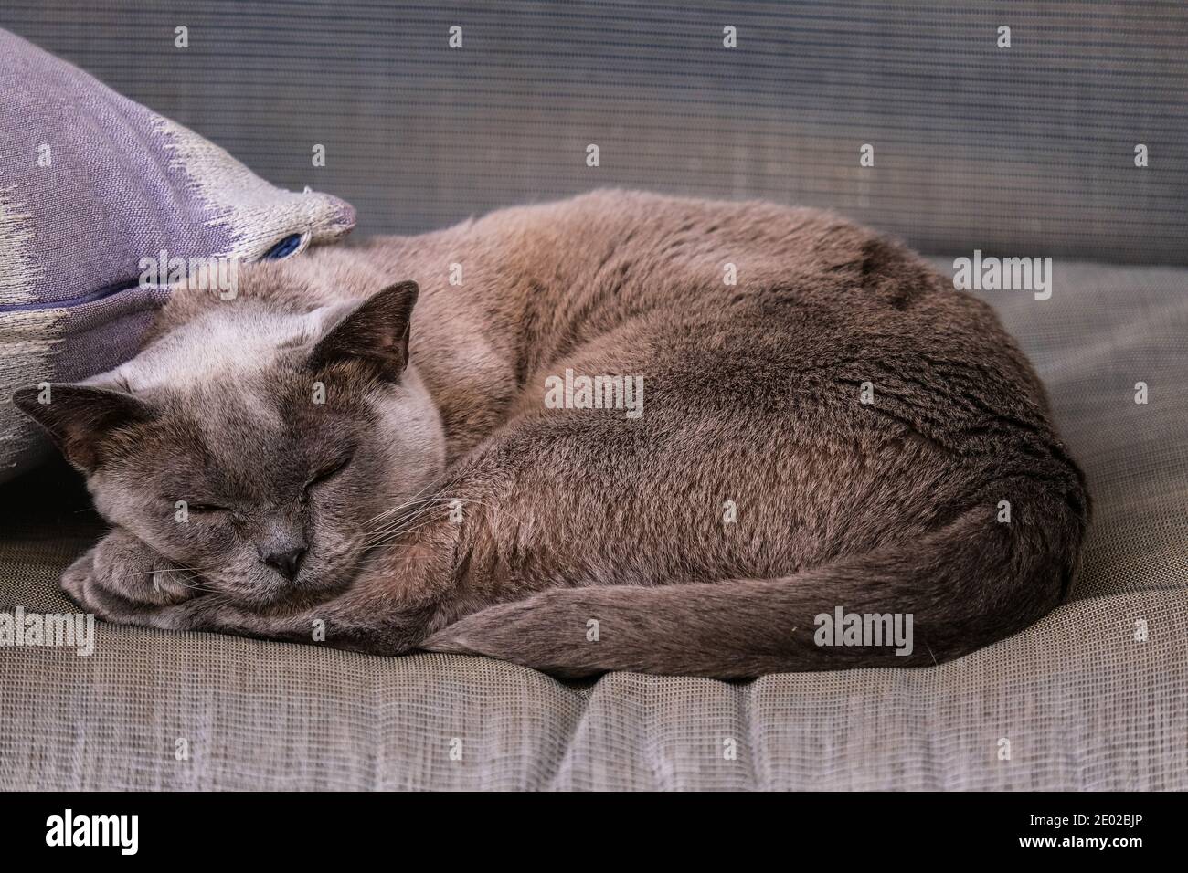 Blaue burmesische Katze, die ein Nickerchen auf einem Sofa macht Adelaide Australien Stockfoto