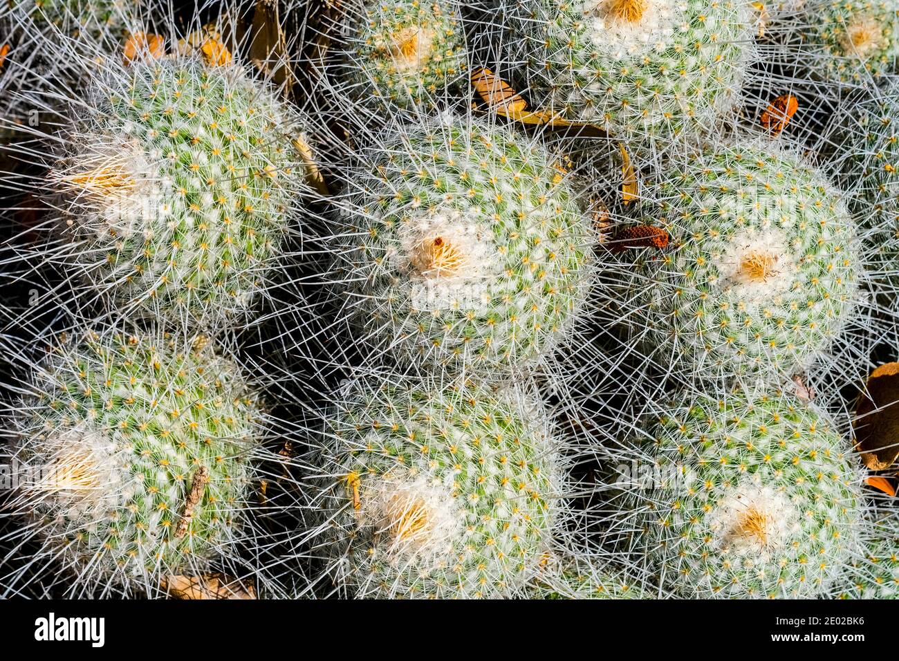 Ein stacheliger Kaktus in den Botanischen Gärten in Adelaide Australien Stockfoto