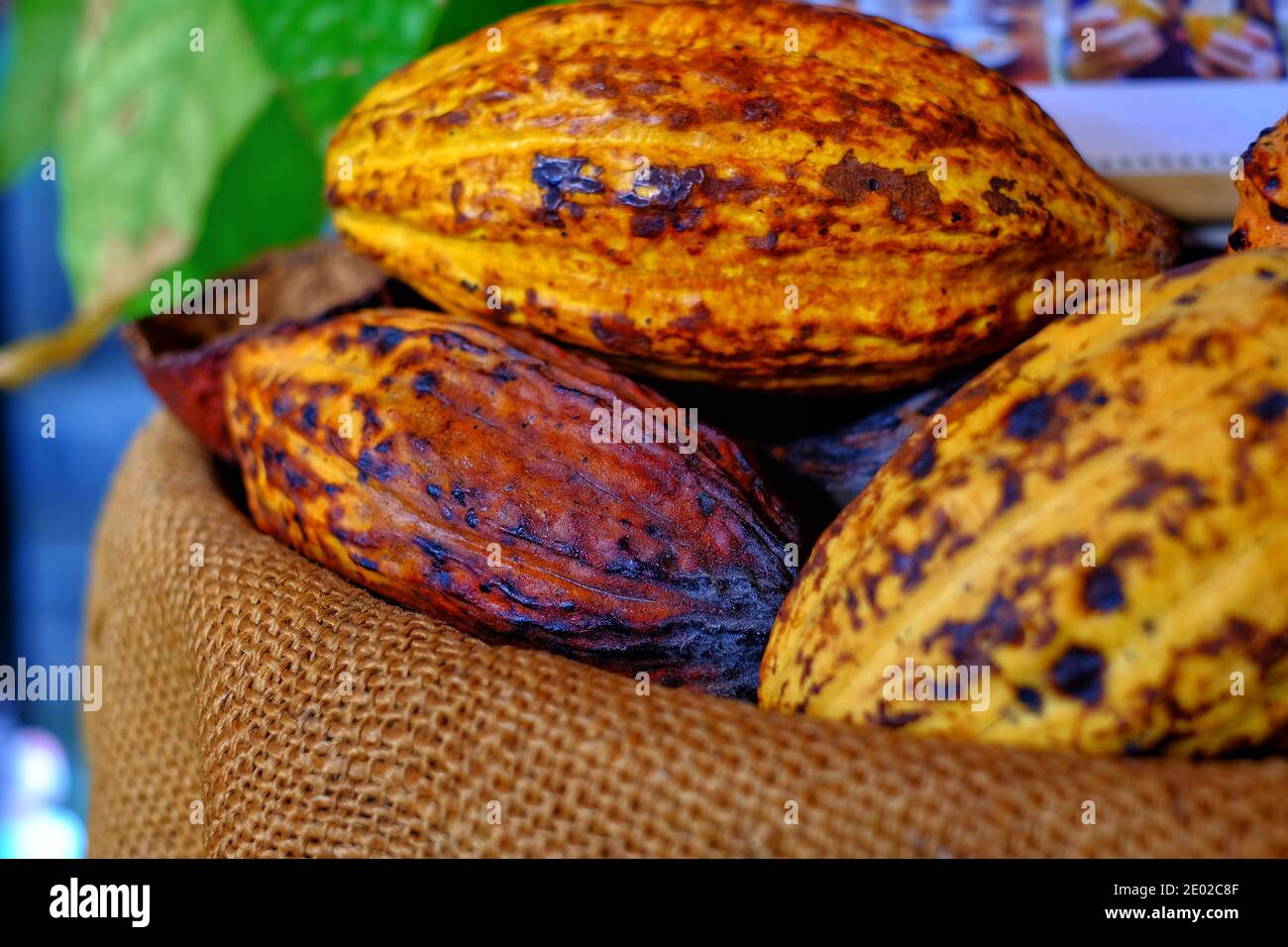 Ein Stapel reifer Kakaoschoten auf einem braunen Beutel mit schöner gelber und oranger Farbe mit rauer Textur. Stockfoto