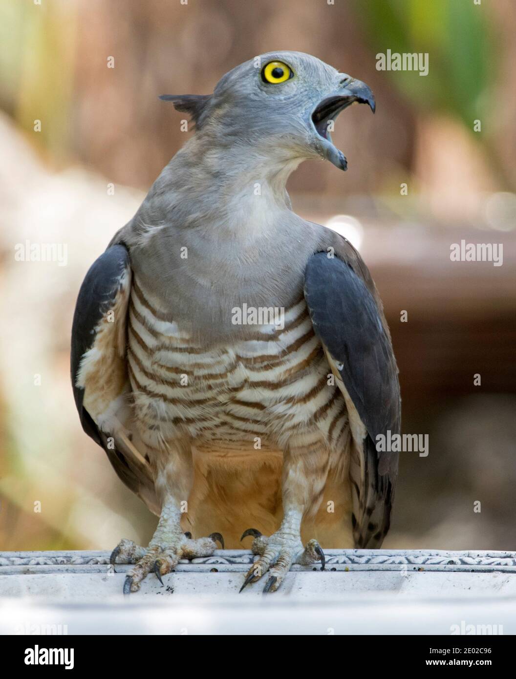 Pacific Baza / Crested Hawk, Aviceda subcristata, mit Schnabel weit offen und quietschend, stehend am Rande des Gartenvogelbades in Queensland Australien Stockfoto