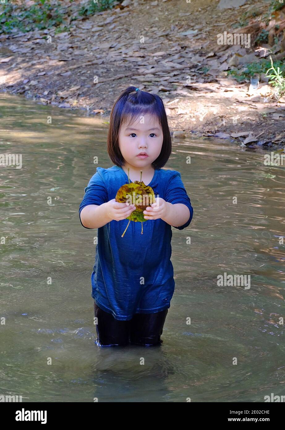 Ein süßes junges asiatisches Mädchen, das in einem kleinen Bach mit klarem Wasser steht und einen Haufen brauner Blätter pflückt. Stockfoto