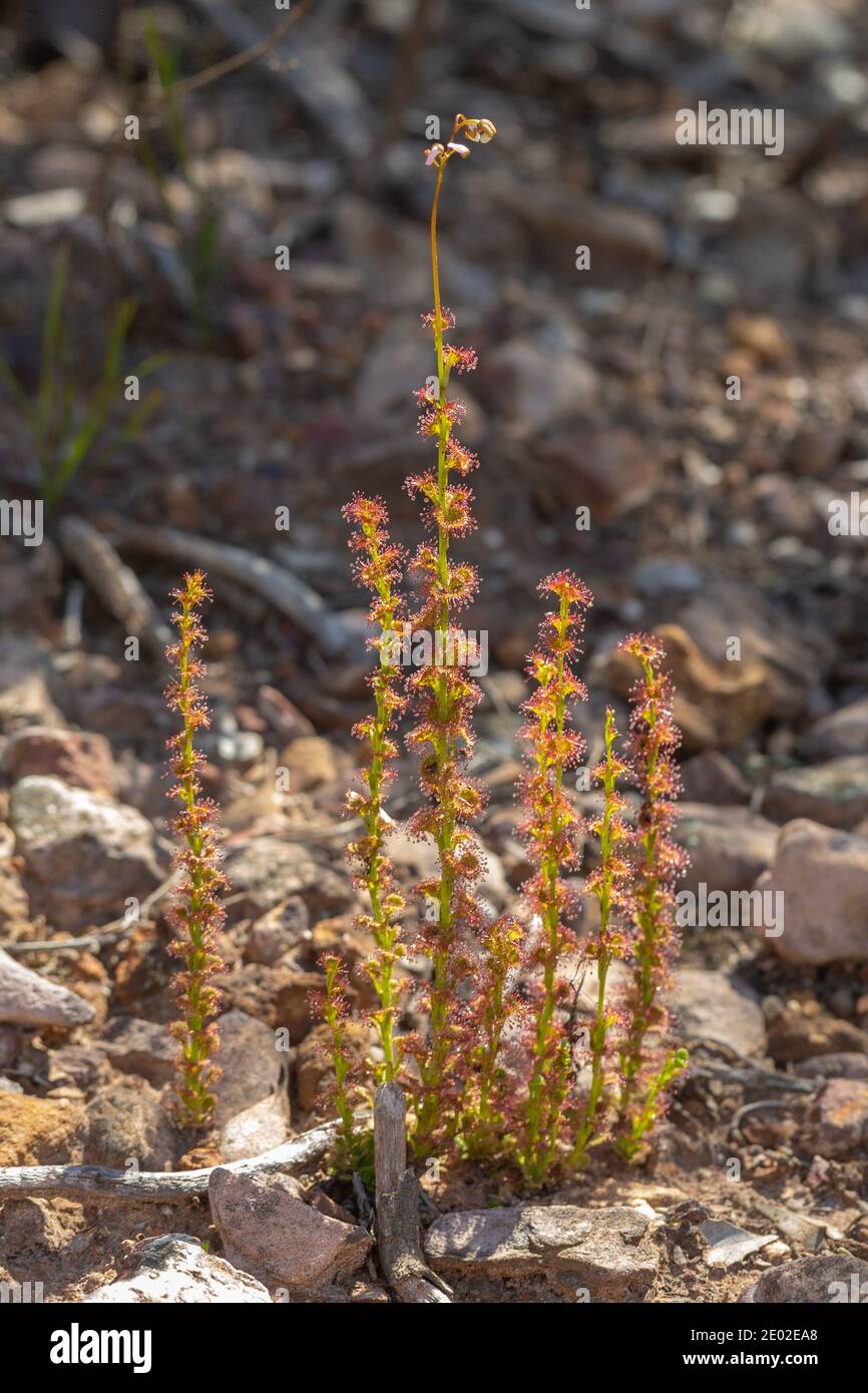 Die große fleischfressende Pflanze Drosera platypoda im Stirling-Bereich in Westaustralien, Blick von der Seite Stockfoto